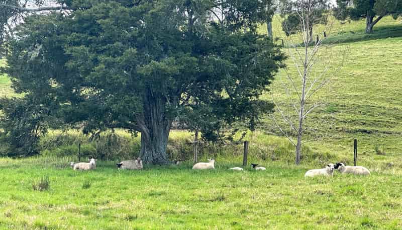  Puketona Road, Paihia