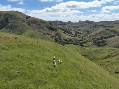 593 Kaka Amu Road, Mauriceville