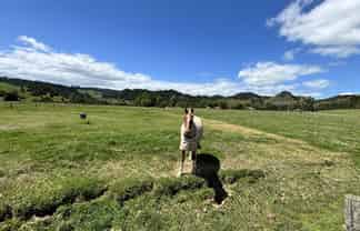 Lot 2, 74 Pukepoto Road, Okaihau