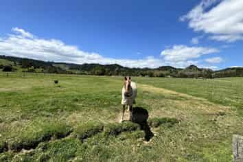 Lot 2, 74 Pukepoto Road, Okaihau