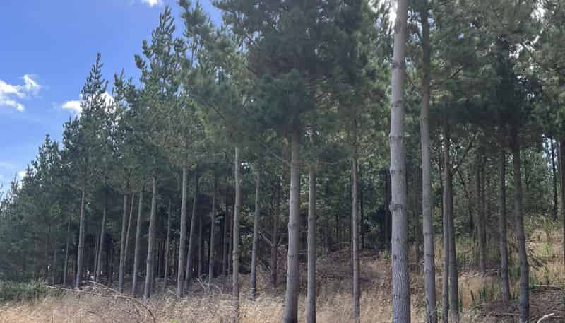 1387 Santoft Road, Bulls