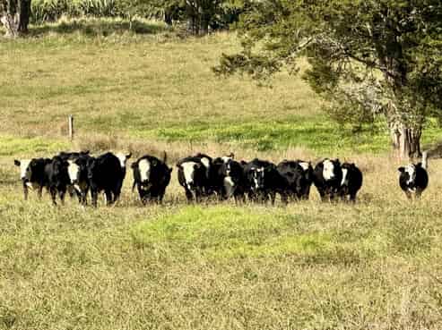 967 Golden Stairs Road, Otamatea Surrounds