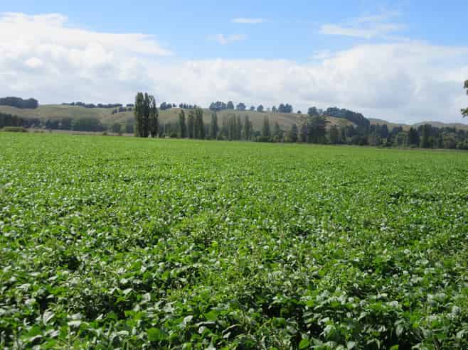 1041 Tikokino Road, Waipawa