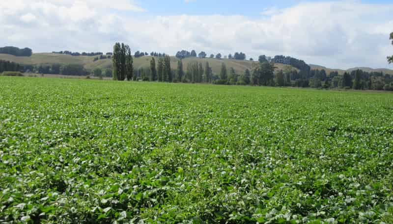 1041 Tikokino Road, Waipawa