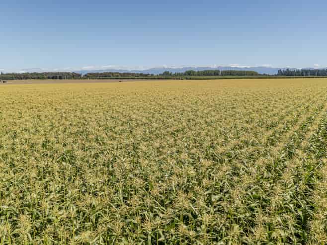 1041 Tikokino Road, Waipawa