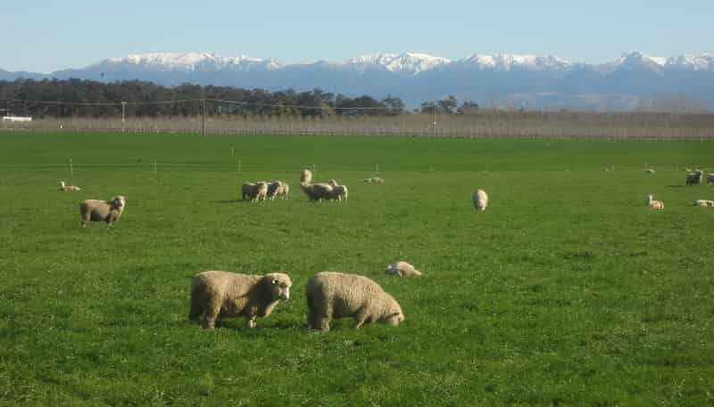 1041 Tikokino Road, Waipawa