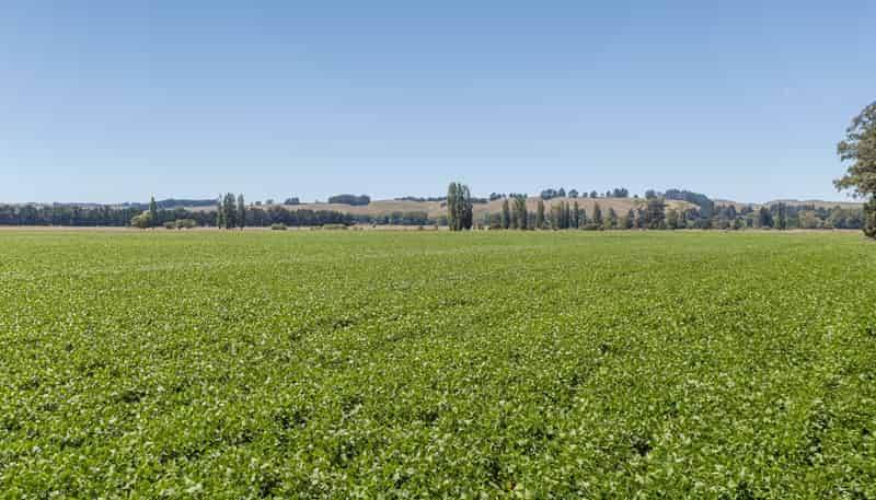 1041 Tikokino Road, Waipawa