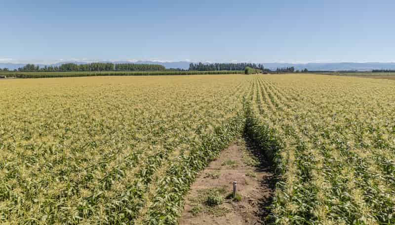 1041 Tikokino Road, Waipawa