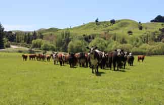 8401 Route 52, Dannevirke