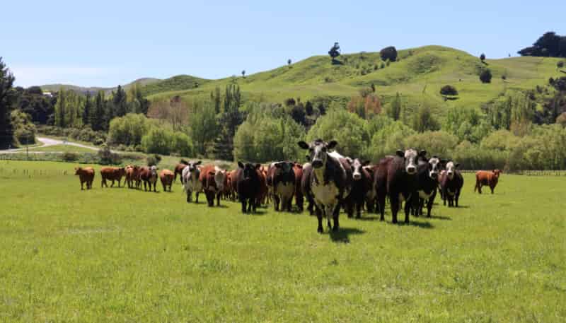 8401 Route 52, Dannevirke