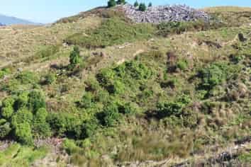 210 Mangamaire Road, Dannevirke