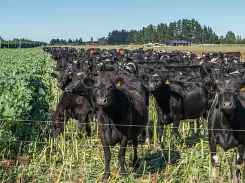375 Stonyflat Road, Loburn