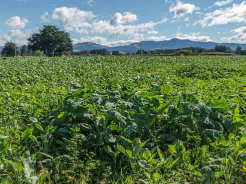 375 Stonyflat Road, Loburn