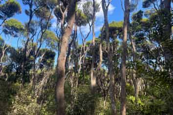 665 & 667 Whangaparapara Road, Great Barrier Island