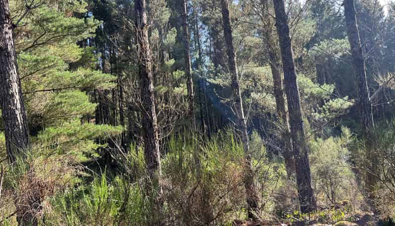 Lot ., Red Jacks Road, Ngahere