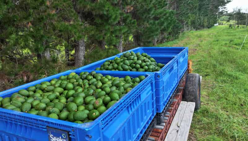 373 Kimberley Road, Ngataki