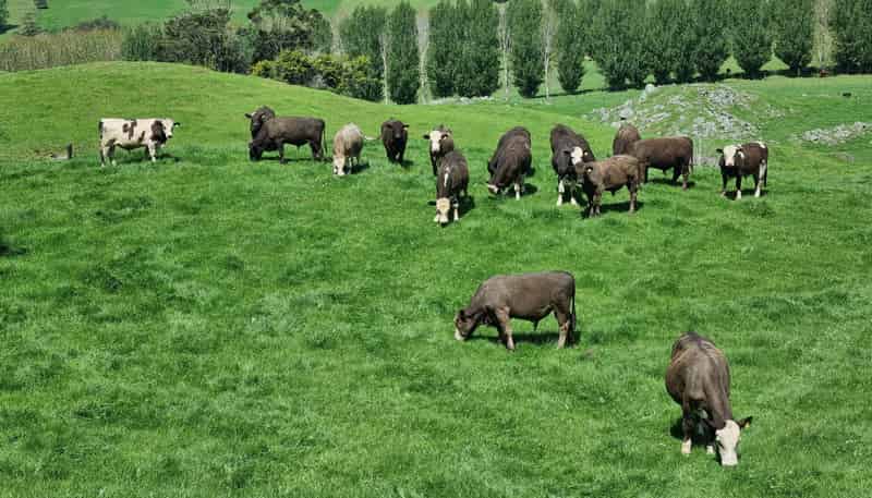 267 Ludbrook Road, Pakaraka