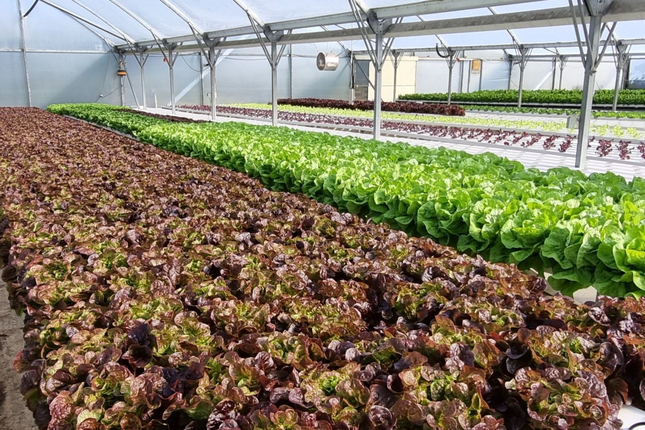 Saddleview Greens Hydroponics - Ansicht 2
