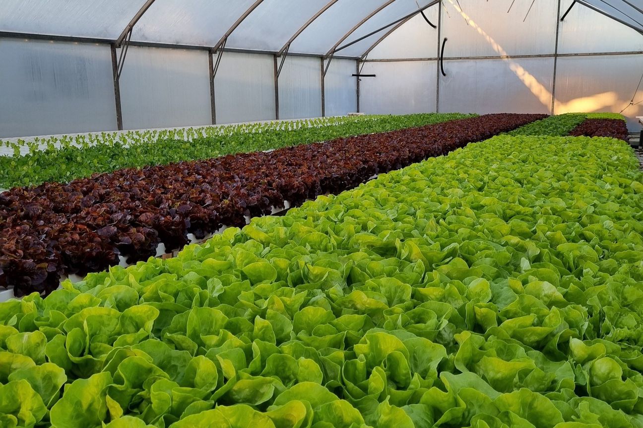 Saddleview Greens Hydroponics - Ansicht 4