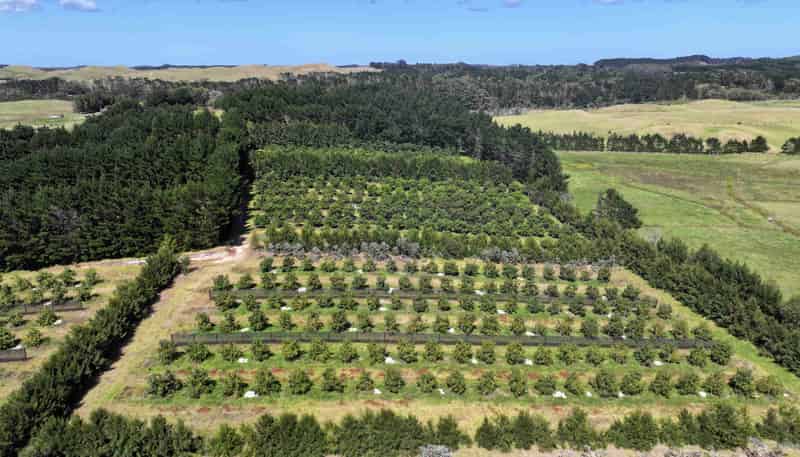 5126 State Highway One, Ngataki