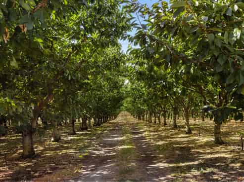 260 Ripponvale Road, Cromwell