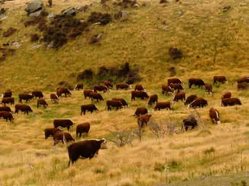 1109 Little Valley Road, Alexandra