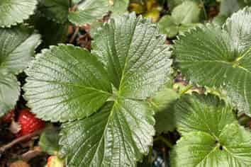 35 Sydney Street, Windsor