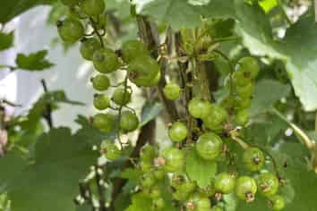 35 Sydney Street, Windsor