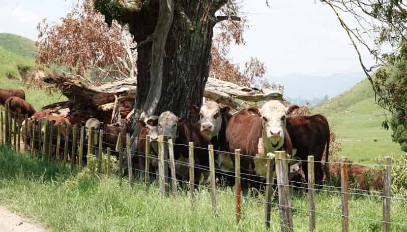 179 and 21 Rankin Road, Waiotahi