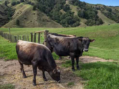 179 and 21 Rankin Road, Waiotahi