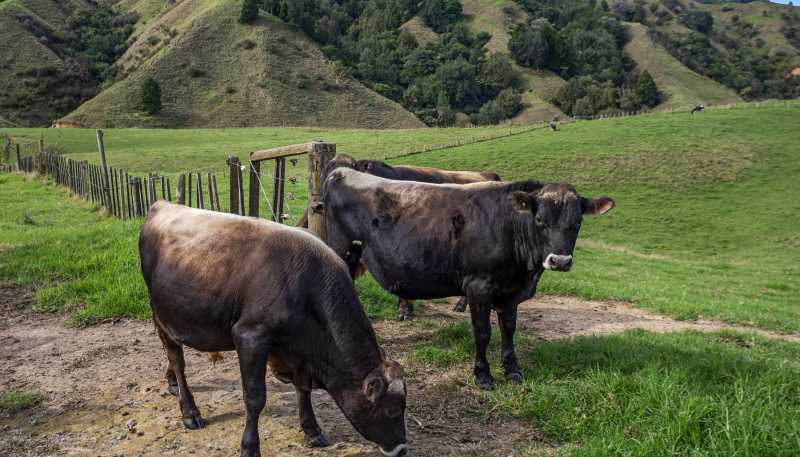 179 and 21 Rankin Road, Waiotahi