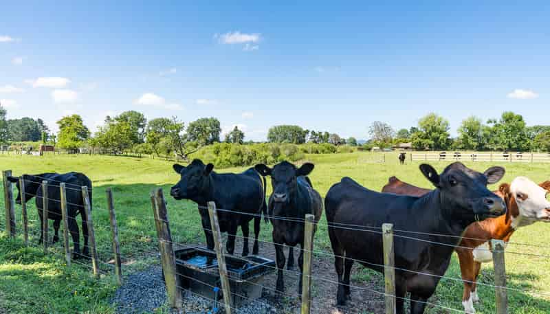 449 Ngaruawahia Road, Te Kowhai