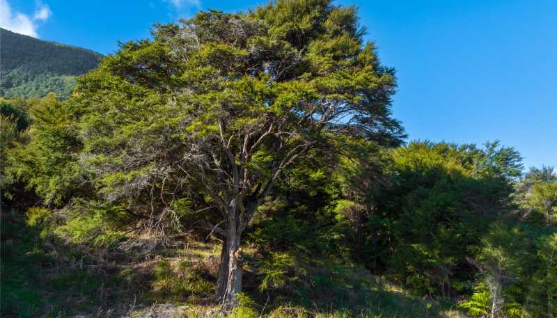 Lot 37 Kaiuma Bay Road, Kaiuma Bay