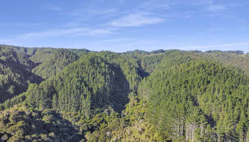 1 State Highway 2, Taneatua