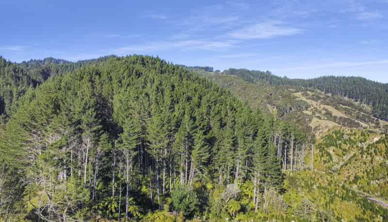 9A State Highway 2, Taneatua