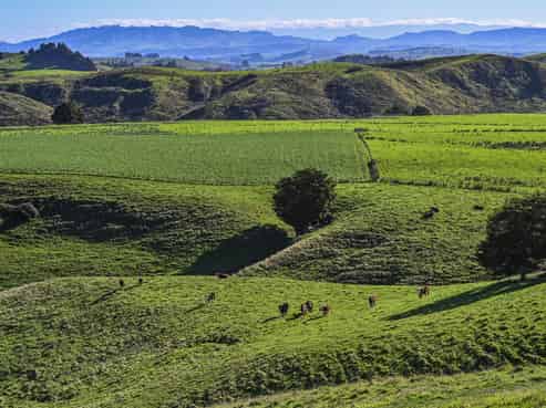127 Bush Road, Central Hawkes Bay Country
