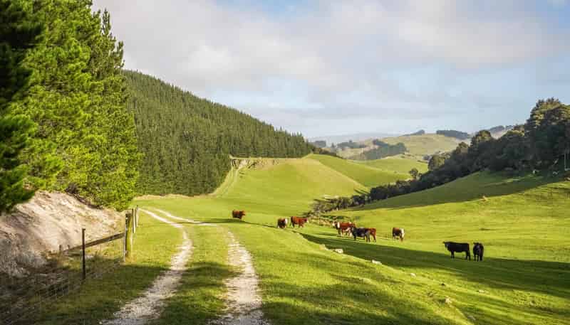 782 Glendhu Road, Greta Valley