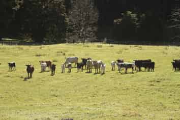 140 Kenana Road, Mangonui