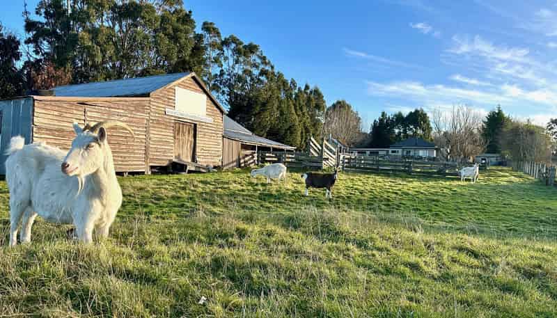 520 Milton Highway, Balclutha