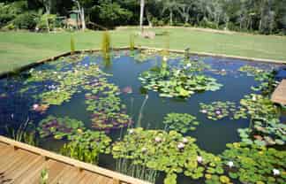 All Things Water Gardens