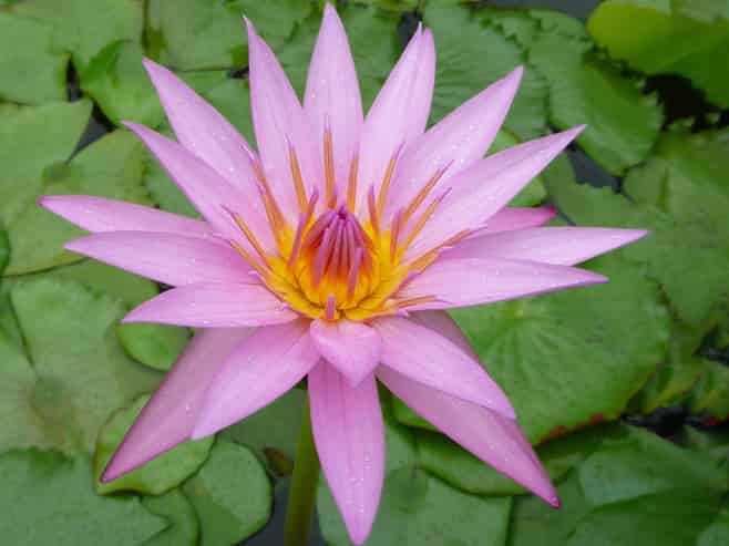 All Things Water Gardens