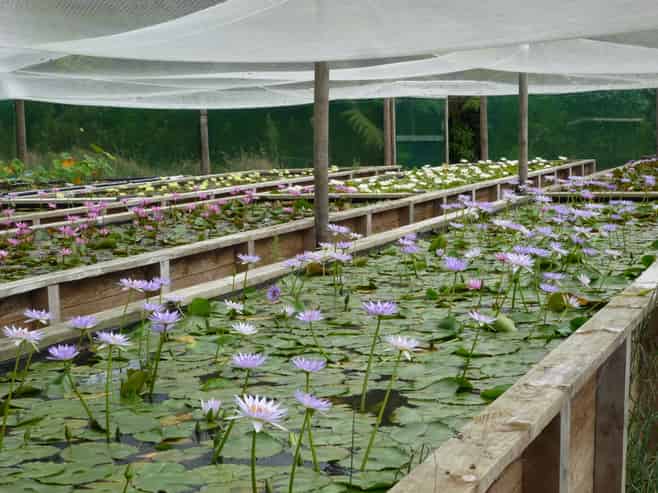 All Things Water Gardens