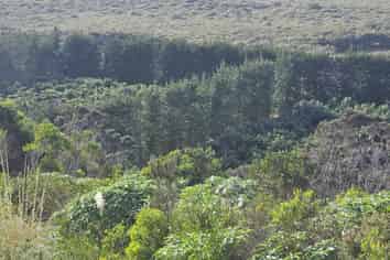  Heath Road, Waiharara