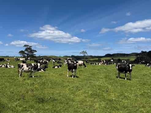 454 West Coast Road, Te Kopuru