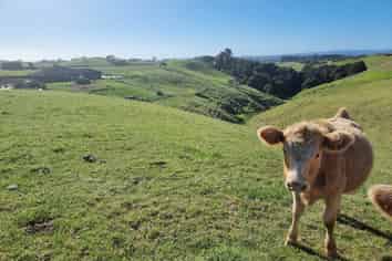 1190 Awhitu Road, Waiuku