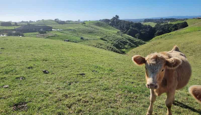 1190 Awhitu Road, Waiuku
