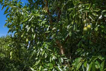 88 Stone Wall Rise, Maungatapere