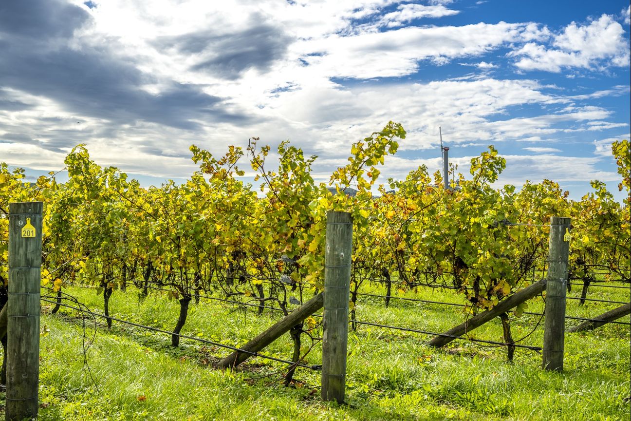 Hikumutu Vineyard - Premium 16.8ha Vineyard – pohled 5