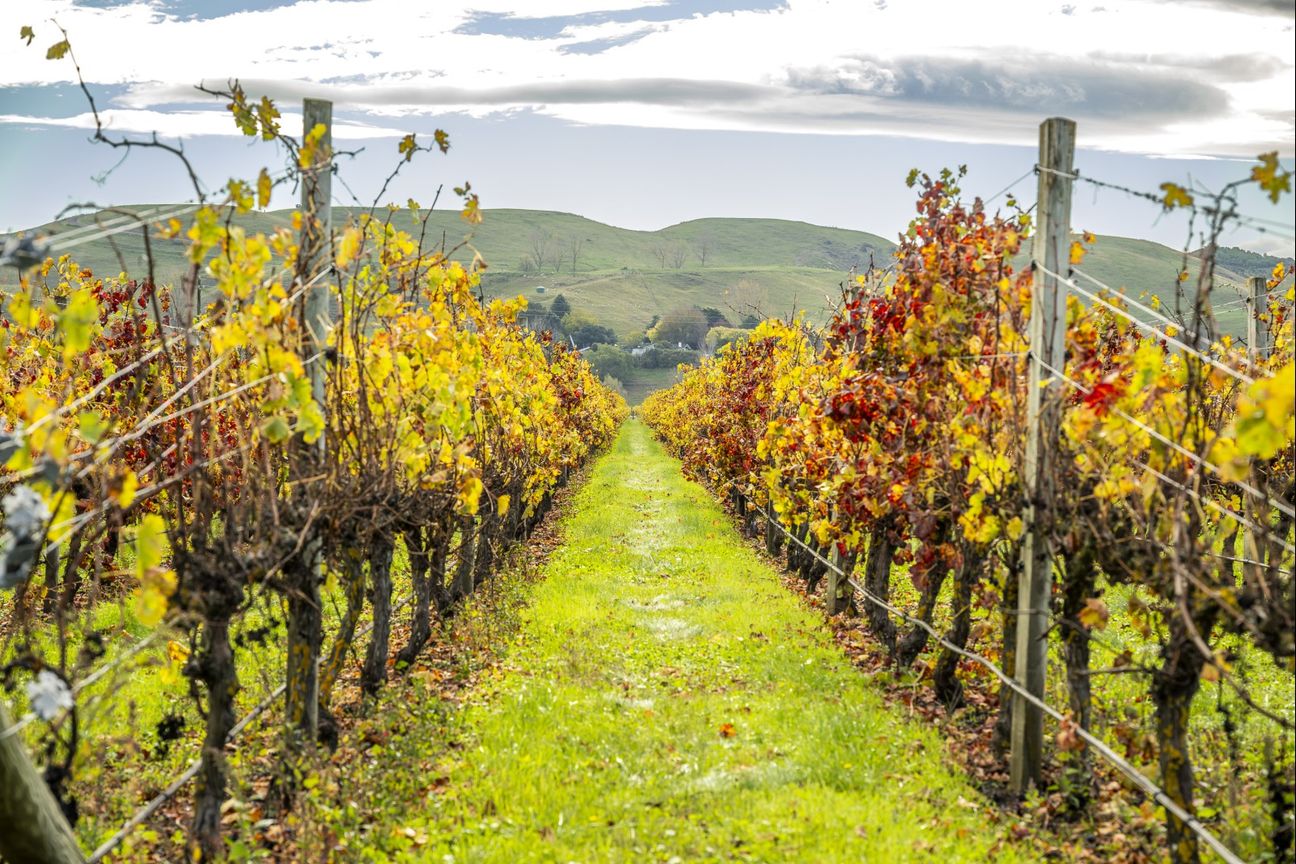 Hikumutu Vineyard - Premium 16.8ha Vineyard – pohled 6