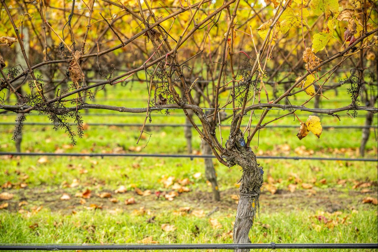 Hikumutu Vineyard - Premium 16.8ha Vineyard – další